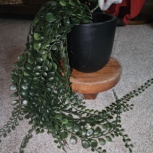 Artificial Greenery in Black Planter